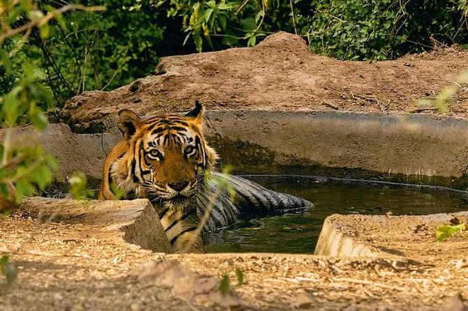 3-Hour Private Safari in Sariska Tiger Reserve - Safari Duration and Highlights