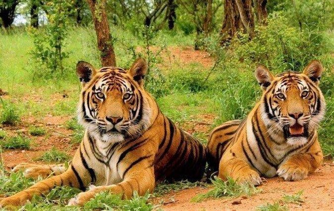 3-Hour Private Safari in Sariska Tiger Reserve - Reviews and Ratings Overview