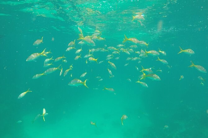 3 Hour Private Snorkeling in Marathon Florida - The Sum Up
