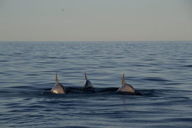 3 Hour Private Sunset Sailing Tour in Pula - Inclusions