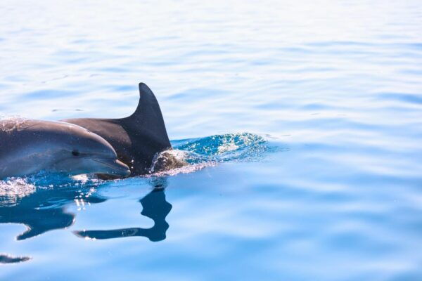 3 Hour Private Sunset Sailing Tour in Pula - Frequently Asked Questions