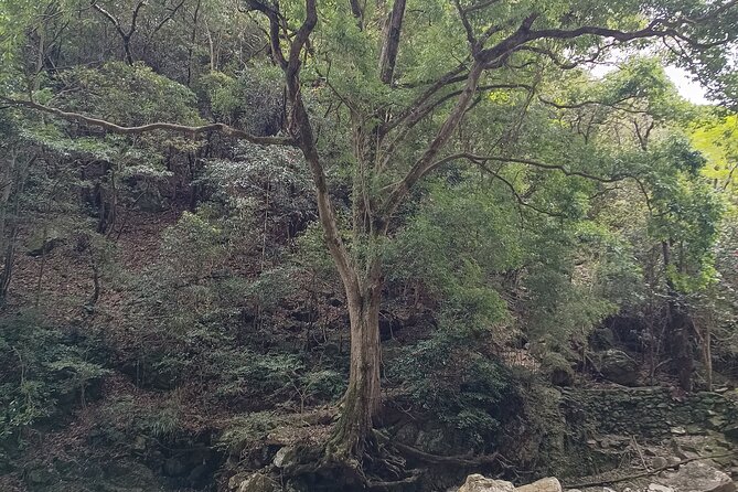 3-Hour Private Tour in Osaka Rapids Hike and Natural Hot Spring - Tour Highlights