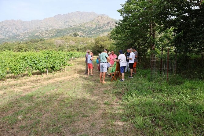 3-Hour Private Wine Tasting Tour Around Ile Rousse - Lowest Price Guarantee