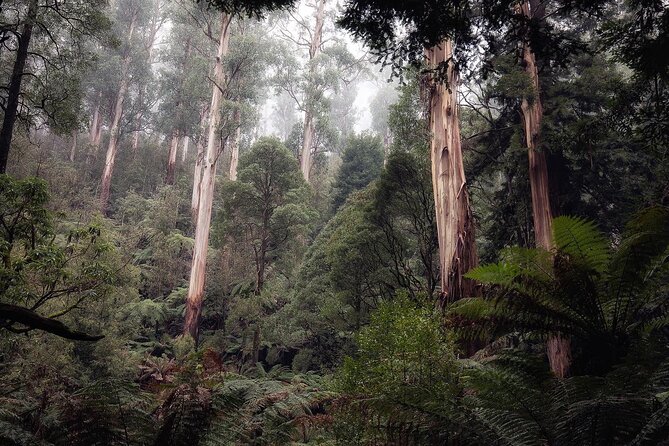 3 Hour Rainforest Walking Tour in Badger Creek - Logistics and Additional Information