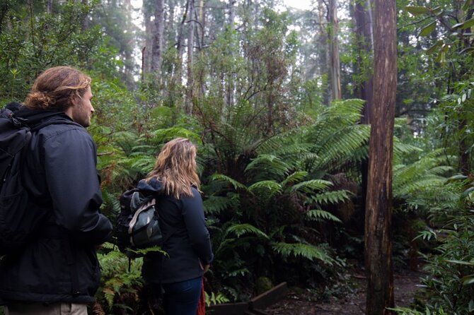 3 Hour Rainforest Walking Tour in Badger Creek - Reviews and Contact Information
