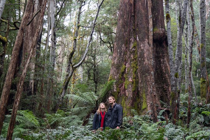 3 Hour Rainforest Walking Tour in Badger Creek - Common Questions