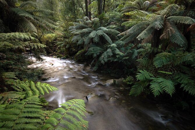 3 Hour Rainforest Walking Tour in Badger Creek - The Sum Up