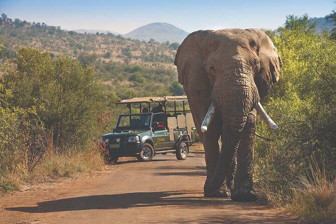 3-Hour Safari Tour in Pilanesberg National Park - Meeting and Pickup