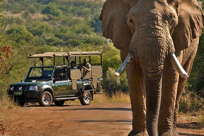 3-Hour Scheduled Safari Game Drive in Pilanesberg National Park - Common Questions About the Safari Experience