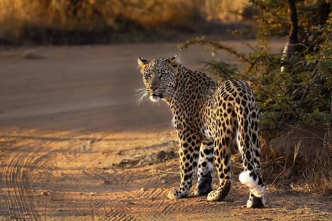 3-Hour Scheduled Safari Game Drive in Pilanesberg National Park - Common Questions