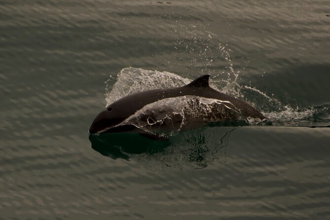 3-Hour Sea Kayak Tour in the San Juan Islands - The Sum Up