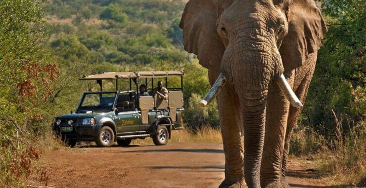 3-Hour Shared Game Drive in Pilanesberg National Park - Activity Details