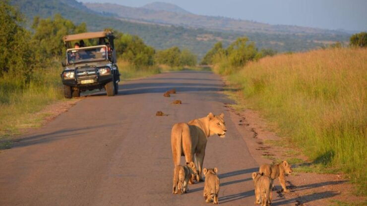 3-Hour Shared Game Drive in Pilanesberg National Park - Customer Testimonial
