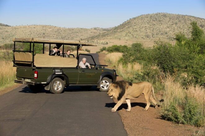 3-Hour Shared Game Drive in Pilanesberg National Park - Experience Highlights