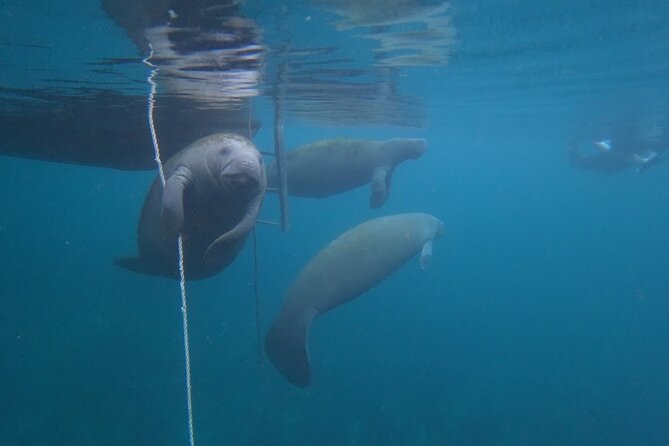 3 Hour Small Group All Inclusive Manatee Swim With Free Photo Package ! - Meeting and Logistics