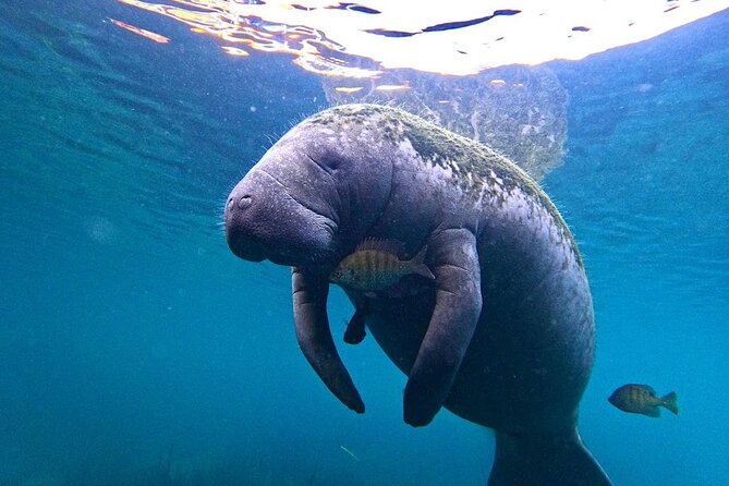 3 Hour Small Group All Inclusive Manatee Swim With Free Photo Package ! - Cancellation Policy