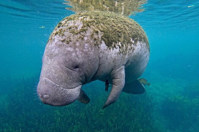 3 Hour Small Group All Inclusive Manatee Swim With Free Photo Package ! - Tour Highlights