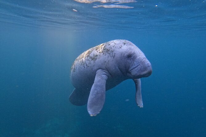 3 Hour Small Group All Inclusive Manatee Swim With Free Photo Package ! - Common Questions