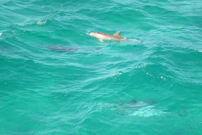 3-Hour Small-Group Byron Bay Tour - Questions and Help