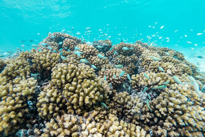 3-Hour Snorkeling Tour - The Sum Up