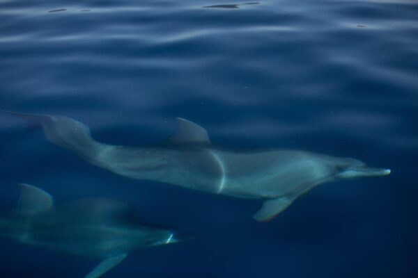 3 Hour Sunset Sailing Tour in Pula - Traveler Reviews