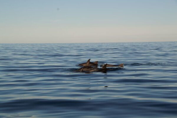 3 Hour Sunset Sailing Tour in Pula - Tips for a Memorable Experience