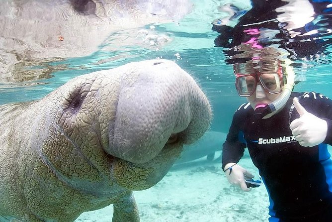 3 Hour Swim With Manatees in Florida - Tour Details and Inclusions
