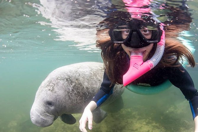 3 Hour Swim With Manatees in Florida - Important Information and Restrictions