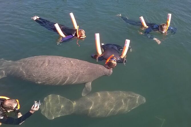 3 Hour Swim With Manatees in Florida - Customer Reviews