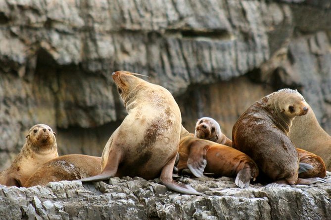 3-Hour Tasman Peninsula Wilderness Cruise From Port Arthur - Overview and Experience