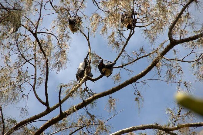 3-Hour Tongatapu West Coast Scenic Tour - The Experience: Real Traveler Insights