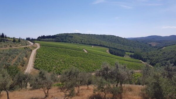 3-Hour Vintage FIAT 500 Chianti Classico Private Wine Tour - Highlights and Inclusions
