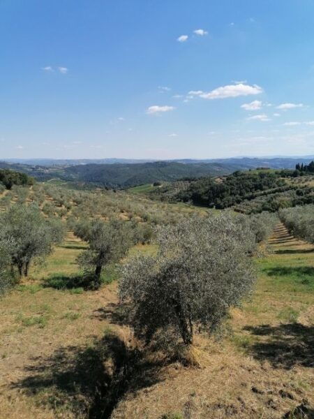 3-Hour Vintage FIAT 500 Chianti Classico Private Wine Tour - The Sum Up
