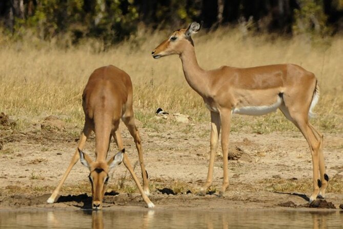 3 Hours Chobe Game Drive Safari, Botswana - Operator Details