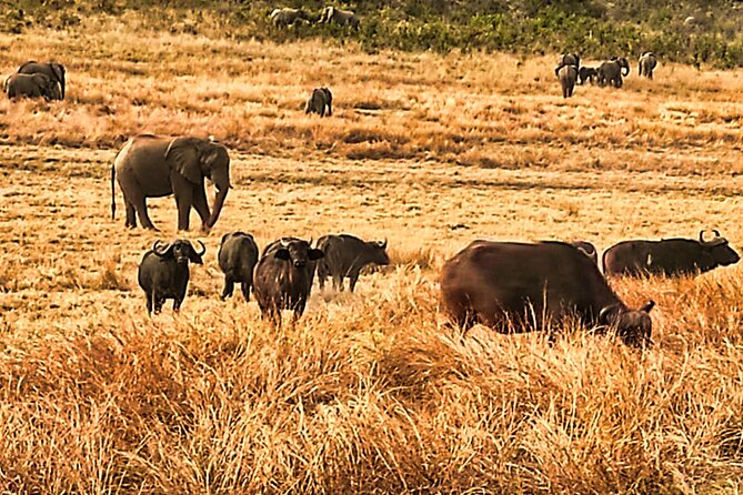 3 Hours Guided Safari Game Drive Near Victoria Falls - Good To Know