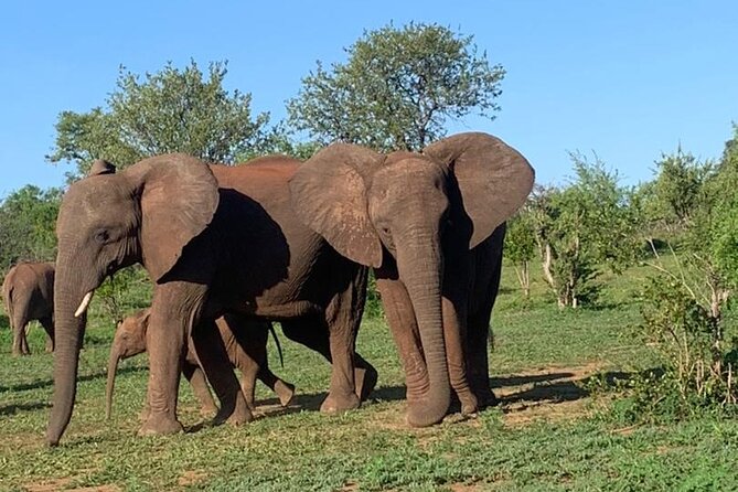 3 Hours Guided Safari Game Drive Near Victoria Falls - Amenities and National Park Fees