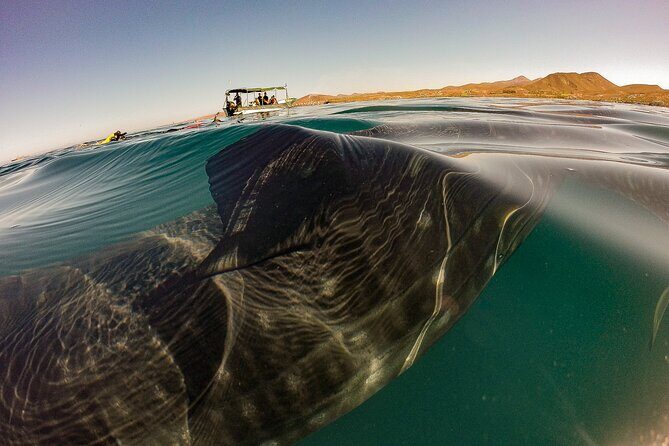 3 Hours La Paz Whale Shark First Class Snorkeling Tour - Good To Know