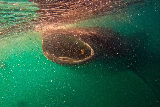 3 Hours La Paz Whale Shark First Class Snorkeling Tour - What Do Reviewers Say?