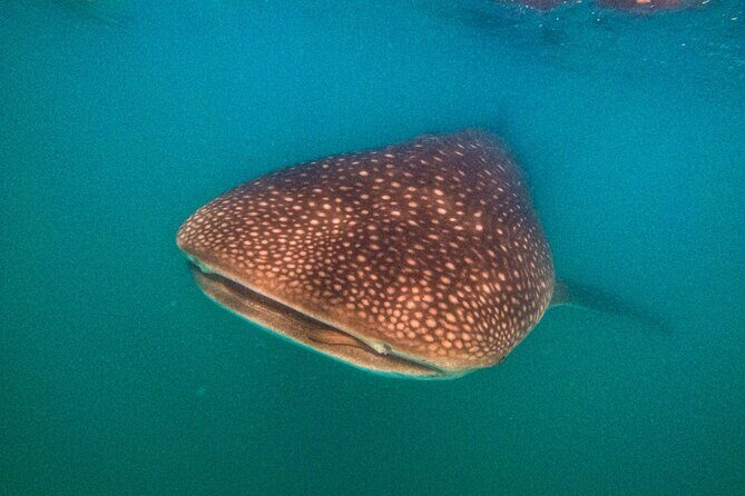 3 Hours La Paz Whale Shark First Class Snorkeling Tour - FAQ