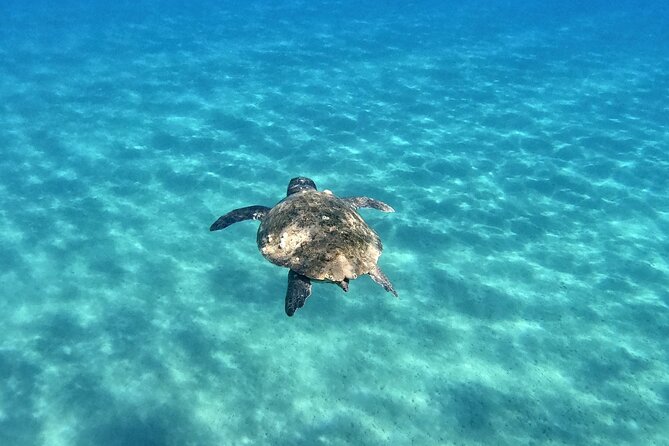 3 Hours Marathonissi Island Tour, Keri Caves and Turtles Spotting - Common Questions