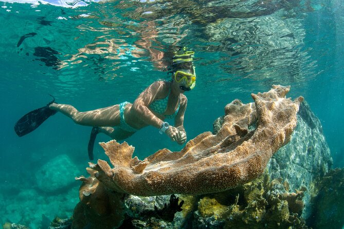 3 Hours Morning Snorkel Sail From Frenchmans Reef - Good To Know