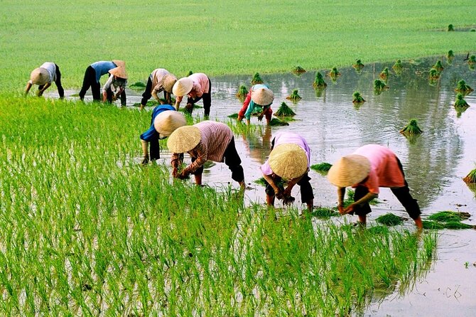 3 Hours Motorbike Tour in Hoi An Countryside. - Tour Highlights