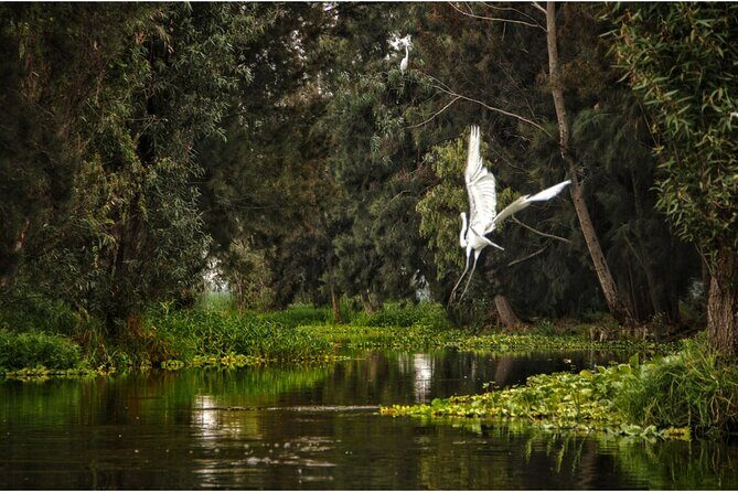 3 Hours of Kayaking at the Ancient Canals of Xochimilco - The Experience: What You Can Expect