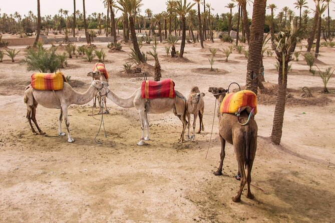 3 Hours of Quad Biking Tour in Marrakech Palm Grove - Good To Know