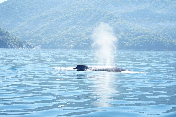 3 Hours of Whale Watching in Puerto Vallarta - Good To Know