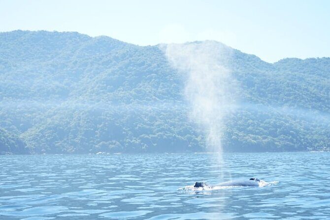 3 Hours of Whale Watching in Puerto Vallarta - Exploring the Details: What to Expect from This Whale Watching Tour