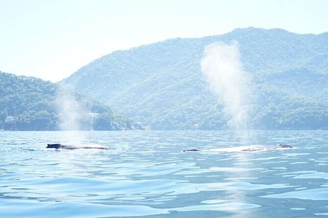 3 Hours of Whale Watching in Puerto Vallarta - Is This Tour Right for You?