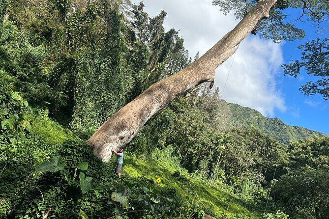 3 Hours Private Hiking and Bushwalking in the Aiea Loop Trail - What the Tour Includes