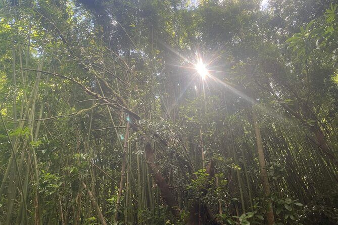 3 Hours Private Hiking and Bushwalking in the Aiea Loop Trail - Practical Tips for Your Hike