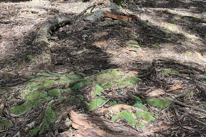 3 Hours Private Hiking and Bushwalking in the Aiea Loop Trail - FAQs